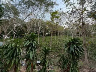 For sale land in Ko Samui, Surat Thani