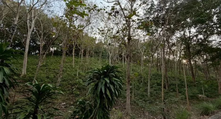For sale land in Ko Samui, Surat Thani
