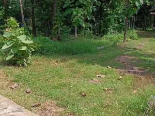 ขาย ที่ดิน ใน ลำปลายมาศ, บุรีรัมย์