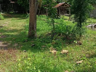 ขาย ที่ดิน ใน ลำปลายมาศ, บุรีรัมย์