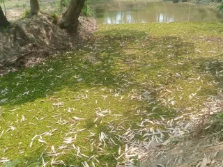 Grundstück zum Kauf in Mueang Lampang, Lampang