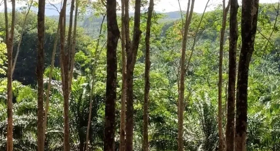 For sale land in Takua Thung, Phang Nga