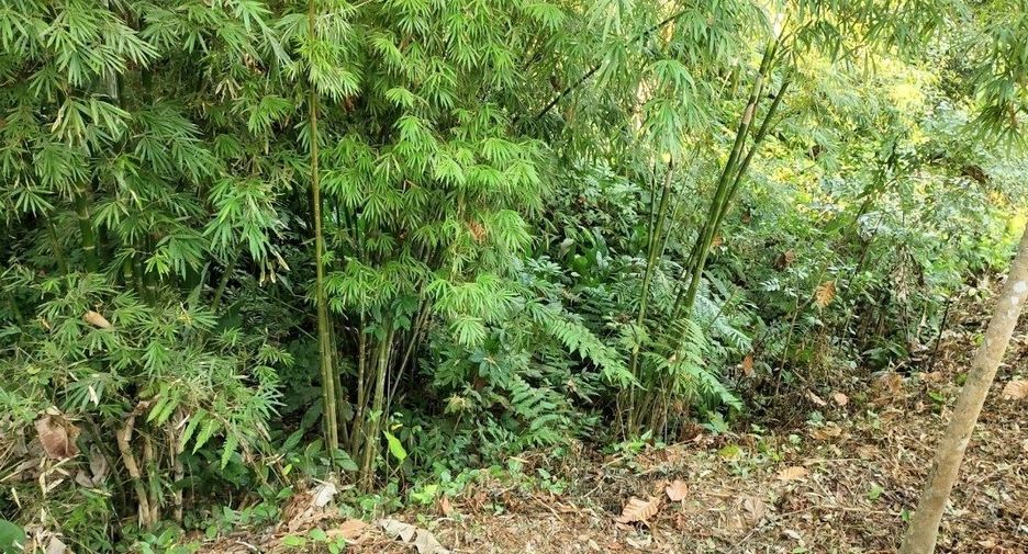 For sale land in Takua Thung, Phang Nga