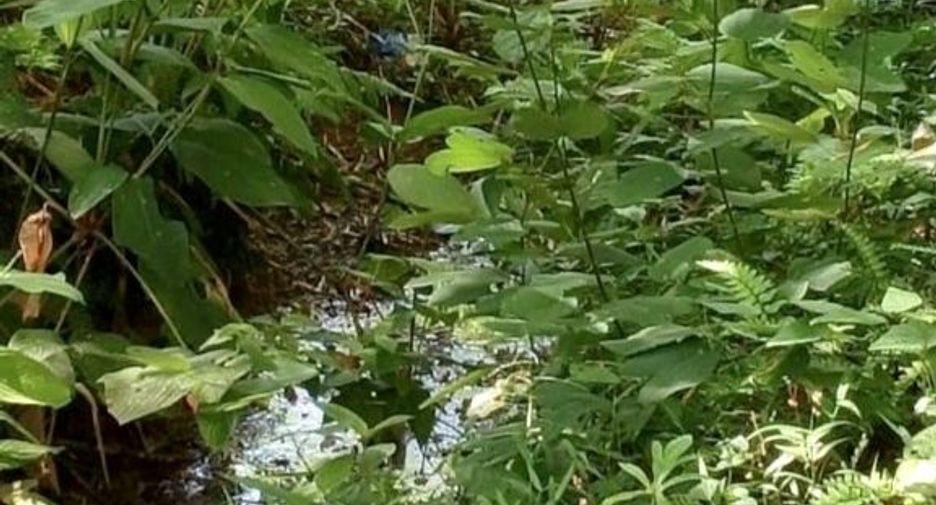 For sale land in Takua Thung, Phang Nga