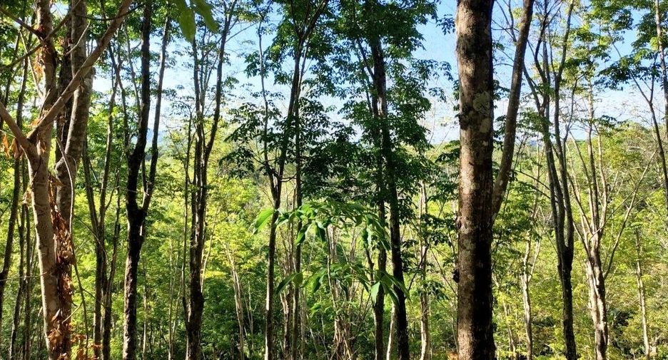 For sale land in Takua Thung, Phang Nga