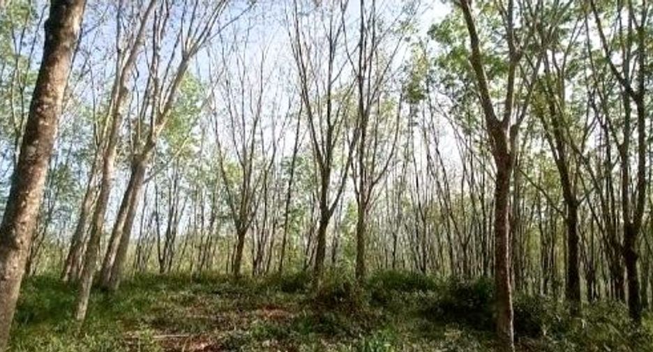 For sale land in Takua Thung, Phang Nga