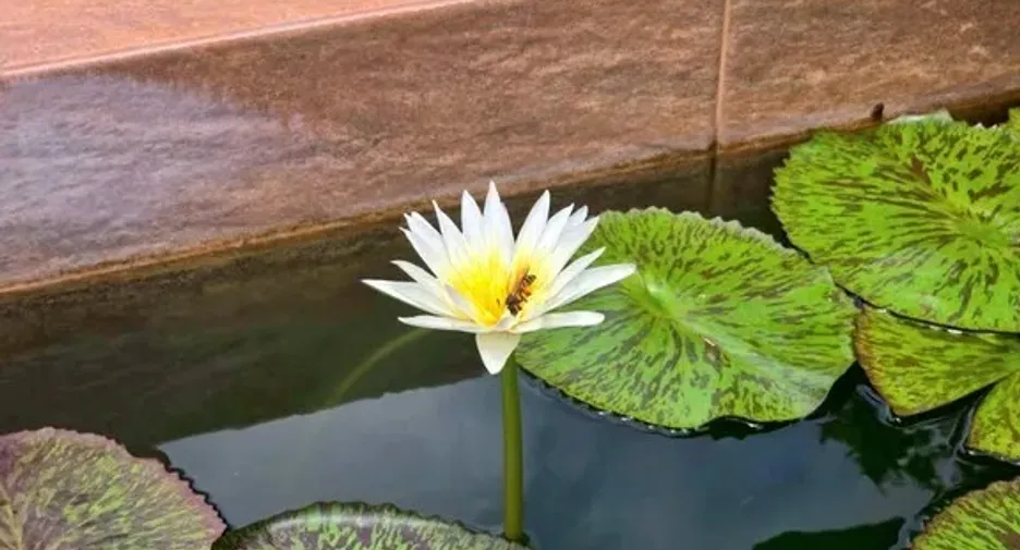 For sale 4 bedrooms villa in Hua Hin, Prachuap Khiri Khan