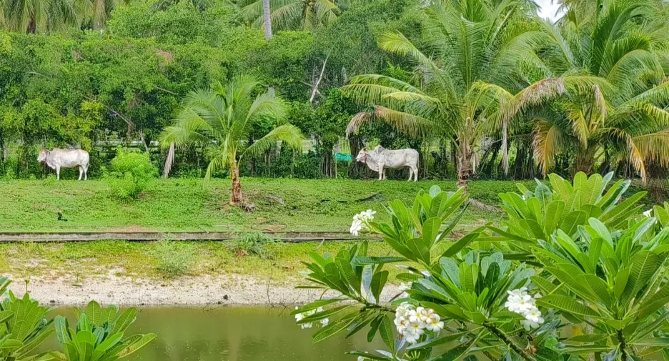 Villa zum Kauf und zur Miete mit 2 Zimmer in Thap Sakae, Prachuap Khiri Khan