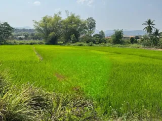 出售 土地 在 Mae Rim, Chiang Mai