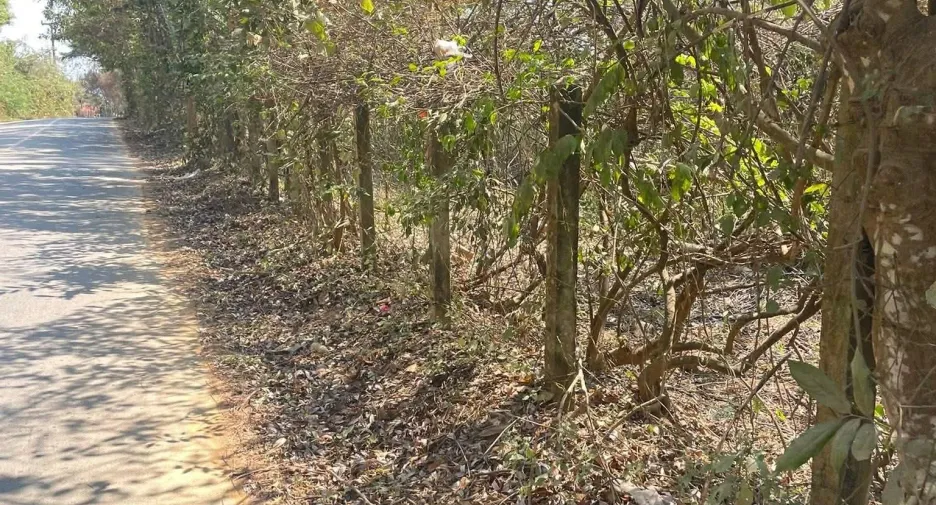 Terreno en venta en Fang, Chiang Mai