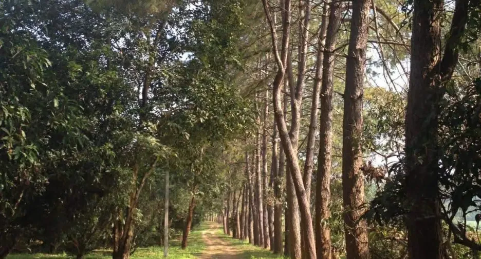 Terreno en venta en Fang, Chiang Mai