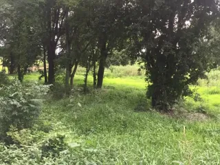 For sale land in Sam Khok, Pathum Thani