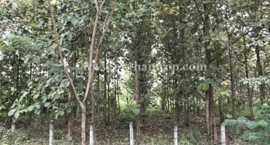For sale land in Ko Kha, Lampang