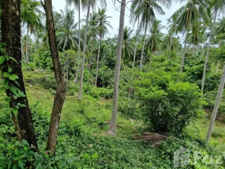 For sale land in Khanom, Nakhon Si Thammarat