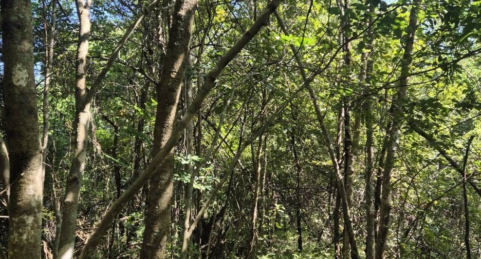 For sale land in Chom Thong, Chiang Mai