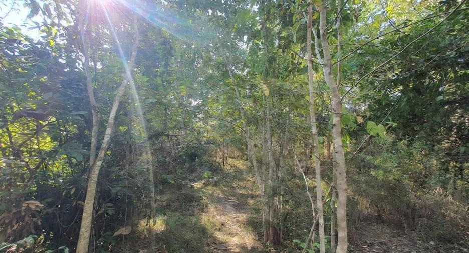 For sale land in Chom Thong, Chiang Mai