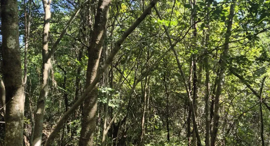 For sale land in Chom Thong, Chiang Mai
