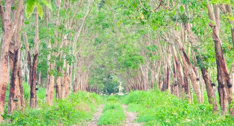 For sale land in Nikhom Phatthana, Rayong