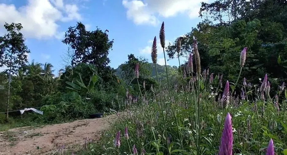Grundstück zum Kauf in Ko Samui, Surat Thani