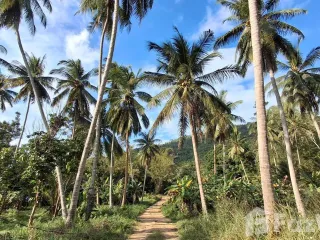 Grundstück zum Kauf in Ko Samui, Surat Thani