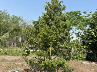 Grundstück zum Kauf in Klaeng, Rayong