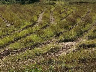 Terreno en venta en Ko Kha, Lampang