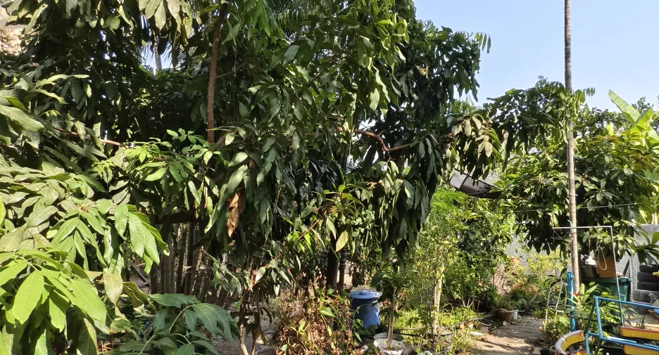 ขาย 6 ห้องนอน บ้านเดี่ยว ใน ลาดกระบัง, กรุงเทพฯ