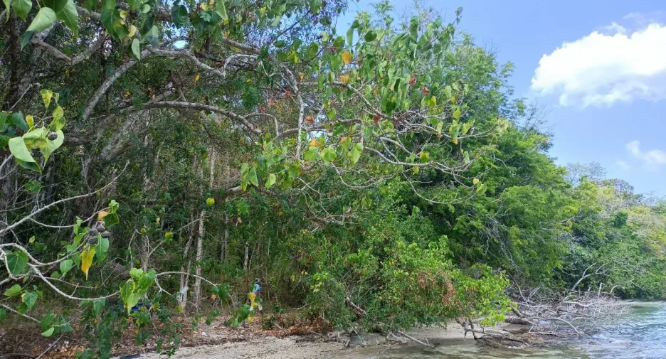 Terreno en venta en Kantang, Trang