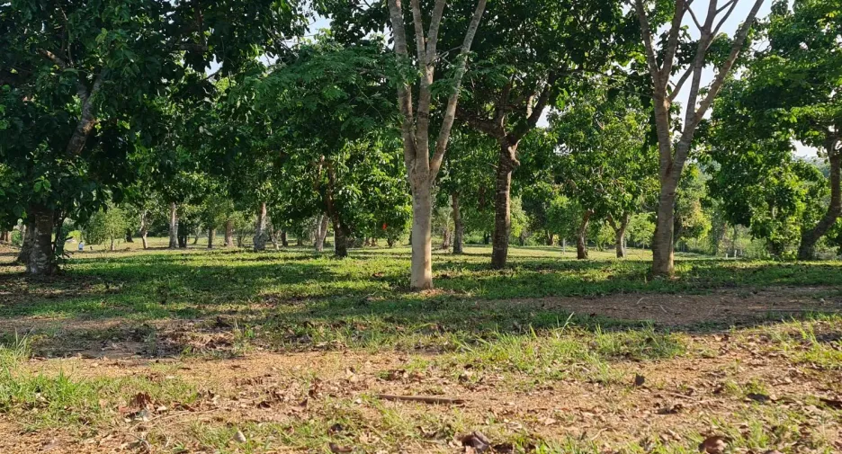 出售 土地 在 Mueang Chiang Rai, Chiang Rai
