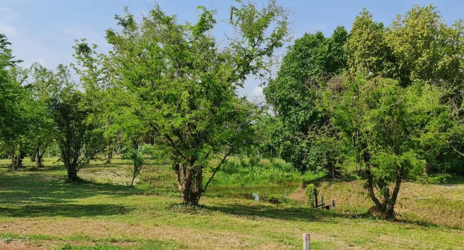出售 土地 在 Mueang Chiang Rai, Chiang Rai
