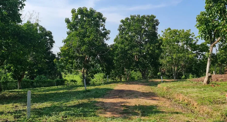 出售 土地 在 Mueang Chiang Rai, Chiang Rai