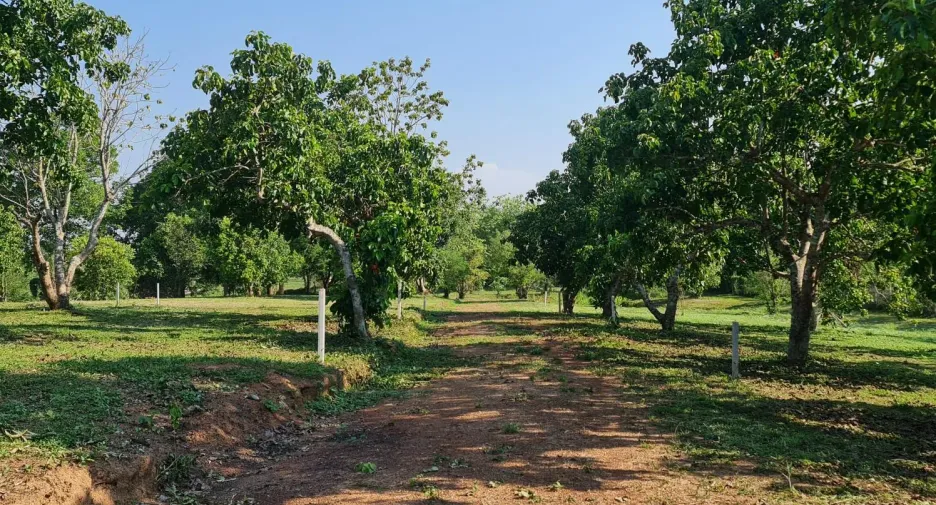 出售 土地 在 Mueang Chiang Rai, Chiang Rai