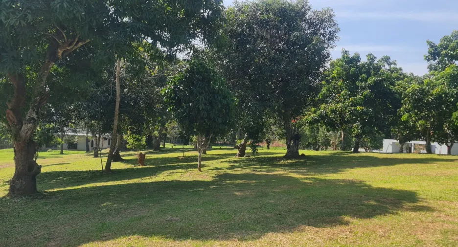 出售 土地 在 Mueang Chiang Rai, Chiang Rai