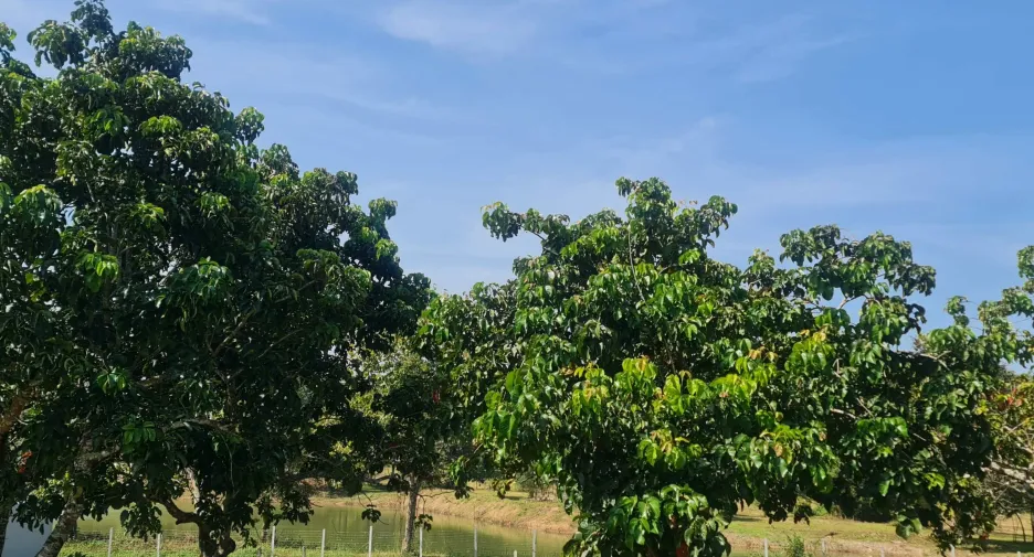 À vendre terrain à Mueang Chiang Rai, Chiang Rai