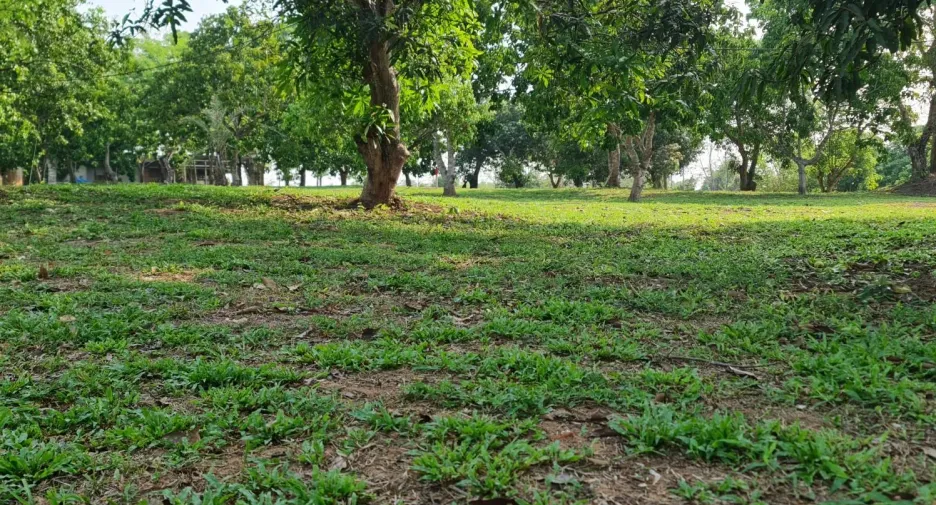 À vendre terrain à Mueang Chiang Rai, Chiang Rai