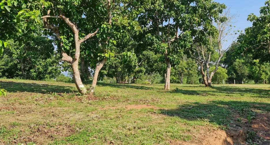 À vendre terrain à Mueang Chiang Rai, Chiang Rai