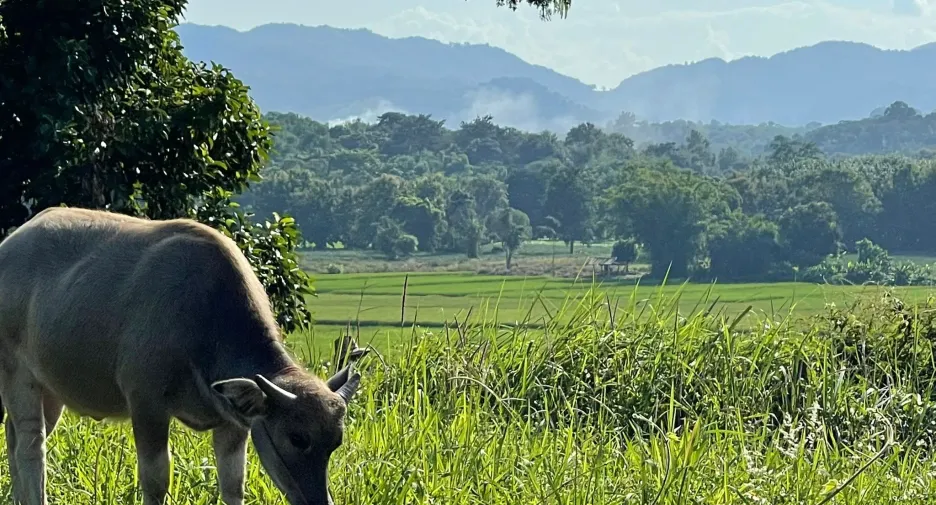 Terreno en venta en Mae Chan, Chiang Rai