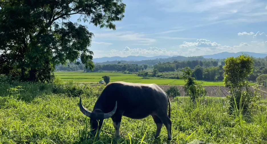 Grundstück zum Kauf in Mae Chan, Chiang Rai