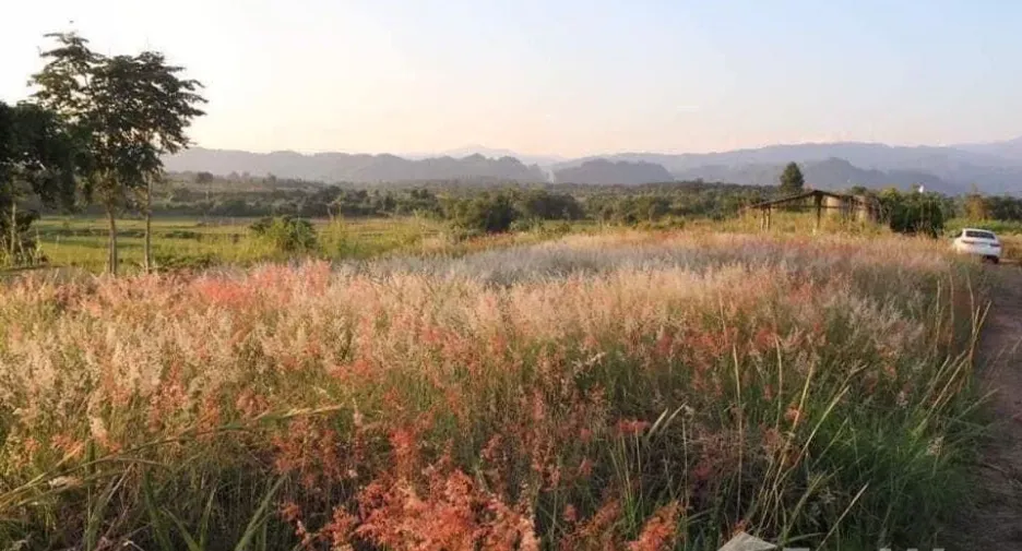 Grundstück zum Kauf in Mae Chan, Chiang Rai