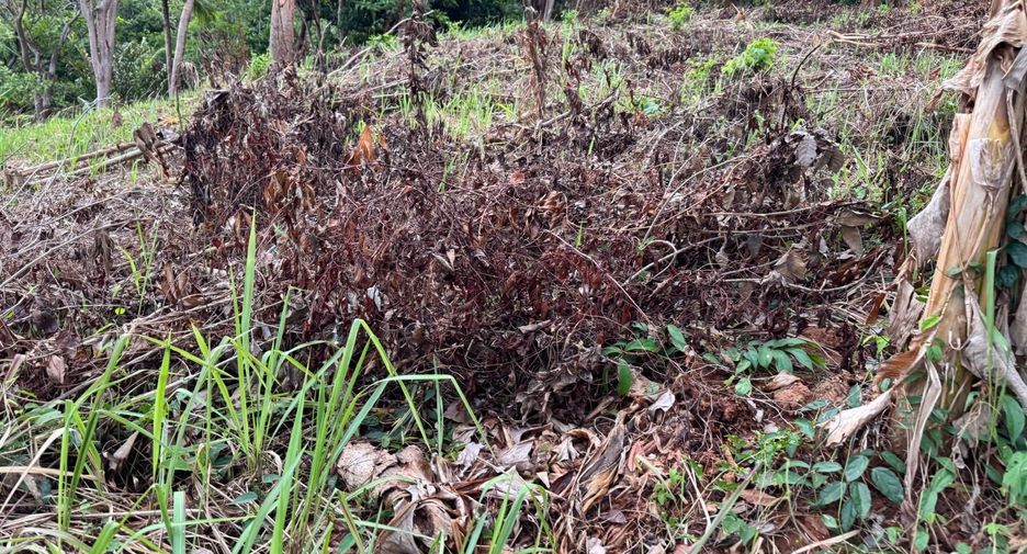 For sale land in Mueang Phuket, Phuket