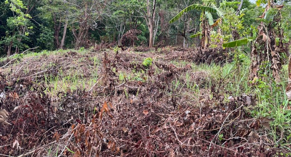 For sale land in Mueang Phuket, Phuket