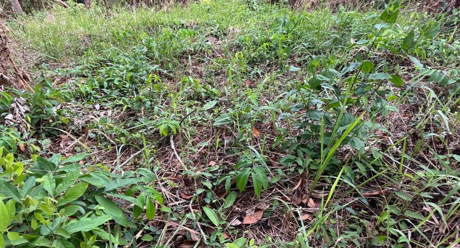 For sale land in Mueang Phuket, Phuket