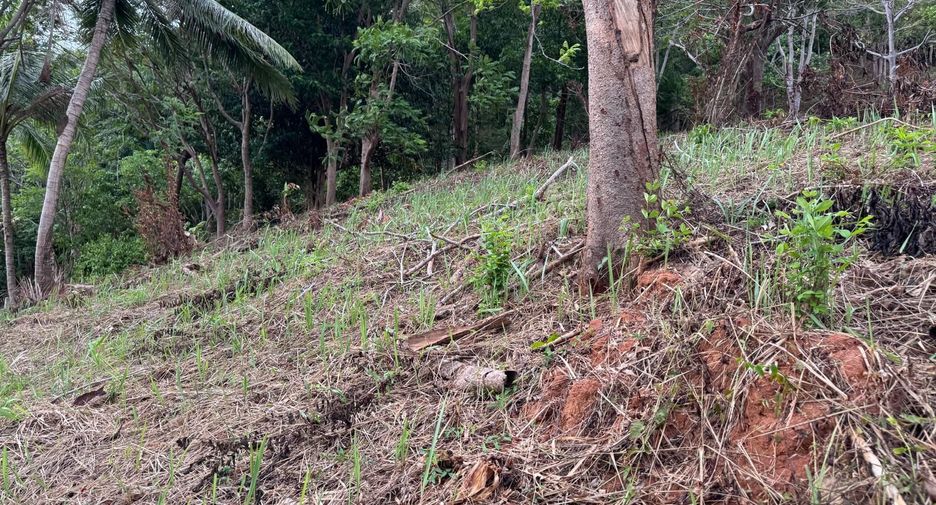 For sale land in Mueang Phuket, Phuket
