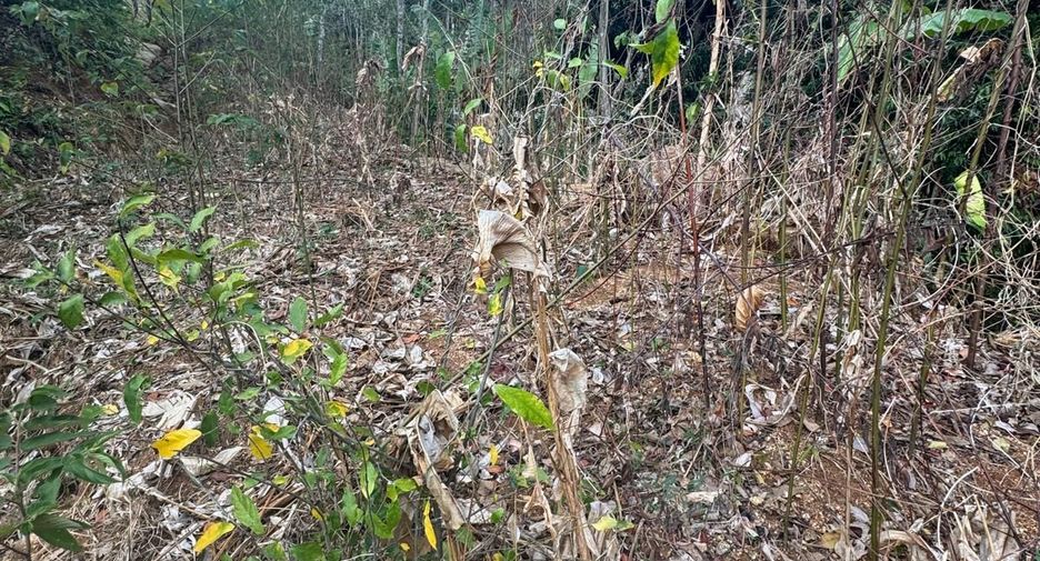 For sale land in Mueang Phuket, Phuket