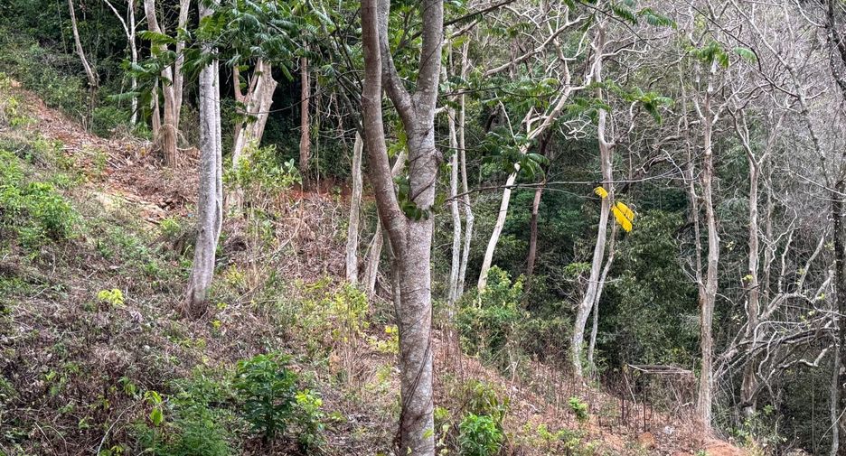 For sale land in Mueang Phuket, Phuket