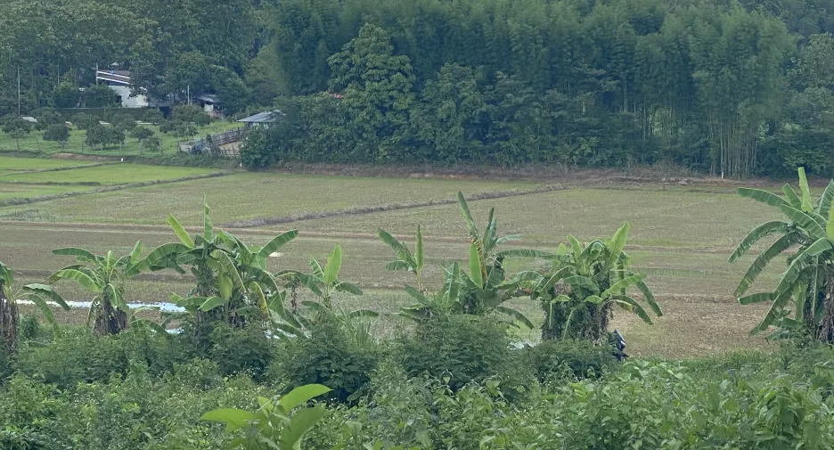 出售 土地 在 Thoeng, Chiang Rai