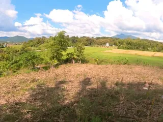 For sale land in Thoeng, Chiang Rai