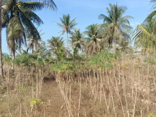Terreno en venta en Bang Lamung, Chonburi