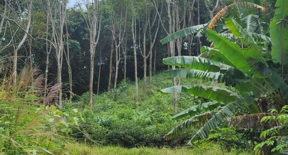 For sale land in Takua Thung, Phang Nga