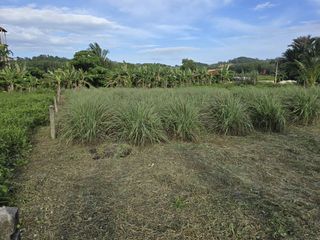 Grundstück zum Kauf in Thalang, Phuket